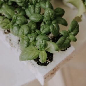 Kit Inicio Cultivo Orgánico Hierbas Aromáticas